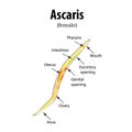 The structure of the roundworm. Ascaris. Vector illustration on isolated background