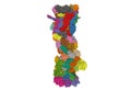 Structure of 26S proteasome, 3D surface model isolated, white background