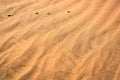 Structure of sand dunes during sunset in Erg Chegaga, Morocco with animals steps