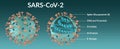 Structure of the SARS-CoV-2 coronavirus molecule in full and in section.