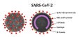 Structure of the SARS-CoV-2 coronavirus molecule in full and in section Royalty Free Stock Photo