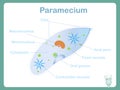 Structure scheme of Paramecium for school biology lessons