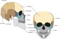 Structure of the scull Royalty Free Stock Photo