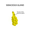 The structure of the sebaceous gland. Infographics. Vector illustration on isolated background Royalty Free Stock Photo