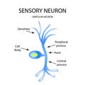 The structure of the sensory neuron. Infographics. Vector illustration on isolated background