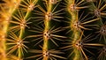 Structure with sharp yellow spines protruding from small circular Royalty Free Stock Photo