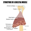 Structure of a skeletal muscle Royalty Free Stock Photo