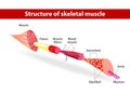 Structure of skeletal muscle Royalty Free Stock Photo