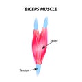 The structure of skeletal muscle. Biceps muscle. Tendon. Infographics. Vector illustration on isolated background. Royalty Free Stock Photo