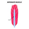 The structure of skeletal muscle. Bipennate muscle. Tendon. Infographics. Vector illustration on isolated background. Royalty Free Stock Photo