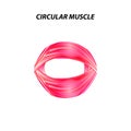 The structure of skeletal muscle. Circular muscle. Tendon. Infographics. Vector illustration on isolated background. Royalty Free Stock Photo