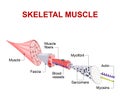 Structure of skeletal muscle Royalty Free Stock Photo