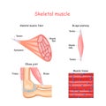 Structure of skeletal muscle fibers. Biceps and Triceps anatomy Royalty Free Stock Photo