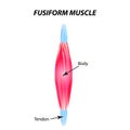 The structure of skeletal muscle. fusiform muscle. Tendon. Infographics. Vector illustration on isolated background. Royalty Free Stock Photo