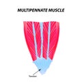 The structure of skeletal muscle. Multipennate muscle. Tendon. Infographics. Vector illustration on isolated background. Royalty Free Stock Photo