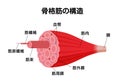 Structure of skeletal muscle vector illustration Royalty Free Stock Photo