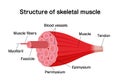 Structure of skeletal muscle vector illustration