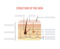 Structure of the skin info blank illustration vector on white ba Royalty Free Stock Photo