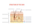Structure of the skin info blank illustration vector on white ba Royalty Free Stock Photo