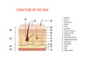 Structure of the skin info with number illustration vector on white background. Medical concept. Royalty Free Stock Photo