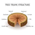 The structure of the slice of the tree layers in cross section, education biology poster, vector illustration. Royalty Free Stock Photo