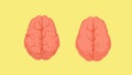 Structure of smart human brain and stupid. Two red crinkle brains.