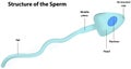 Structure of the Sperm