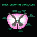 The structure of the spinal cord. Infographics. Vector illustration on black background. Royalty Free Stock Photo