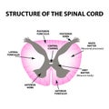 The structure of the spinal cord. Infographics. Vector illustration on isolated background. Royalty Free Stock Photo