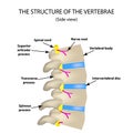 The structure of the spine. Side view. The intervertebral discs. Infographics. Vector illustration on isolated background