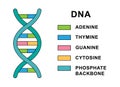 Structure of spiral Deoxyribonucleic acid molecule. DNA molecule with nucleobases structure description - cytosine
