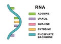 Structure of spiral Ribonucleic acid molecule. RNA molecule with nucleobases structure description - cytosine, guanine