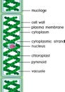 Structure of Spirogyra charophyte green algae with titles