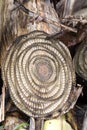 Structure split trunk of a banana tree, Madagascar