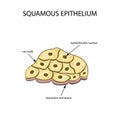 The structure of the squamous epithelium. Infographics. Vector illustration on background