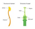 Structure of Stamen and Carpel Royalty Free Stock Photo