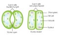 Structure of stoma open and stoma closed