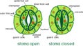 Structure of stomatal complex with open and closed stoma with titles Royalty Free Stock Photo