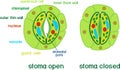 Structure of stomatal complex with open and closed stoma with titles