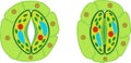 Structure of stomatal complex with open and closed stoma