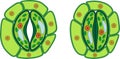 Structure of stomatal complex with open and closed stoma