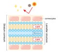 Structure of stratum corneum and lamellar structure, which play the protective role for skin barrier functions. beauty and skin