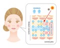 Structure of stratum corneum and lamellar structure, which play the protective role for skin barrier functions. beauty and skindry Royalty Free Stock Photo