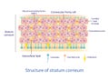 Structure of stratum corneum vector on white background.