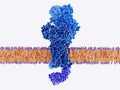 Structure of a T-cell receptor bound to a cell membrane