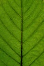 Structure and texture of a leaf with veins. Green pattern.