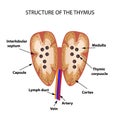 Structure of the thymus gland. Infographics. Vector illustration