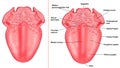 structure of tongue Royalty Free Stock Photo