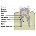 Structure tooth Royalty Free Stock Photo