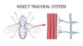 The Structure of the Tracheae of Insects